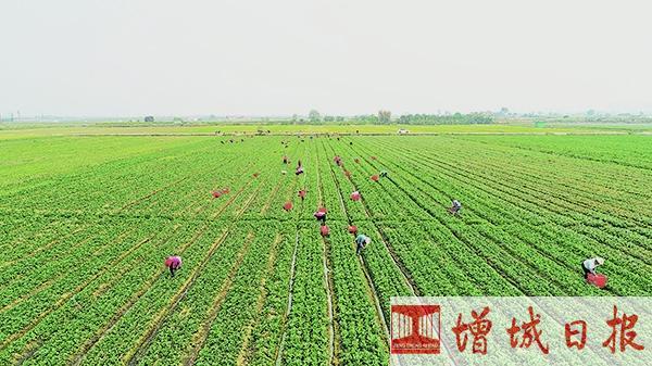 幸福田園蔬菜產業園(資料圖片)