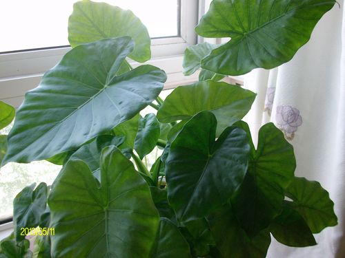 新得到一盆花,不知花名,才四五天,葉子已經發黃,請問是什么花?