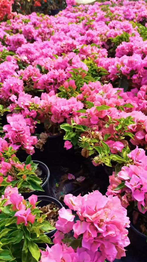 明天下午3點(diǎn)試播,記得來(lái)?yè)炻?花卉綠植