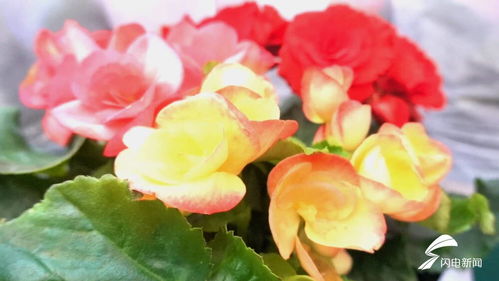 武城縣花卉市場購銷兩旺