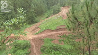 水源保護區林木竟被大量砍伐 誰干的