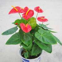 -新邵縣四季青草業(yè)園林藝術(shù)苗圃場