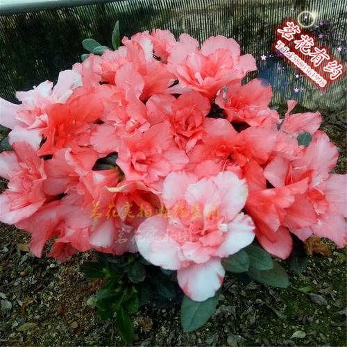 櫻桃紅杜鵑花苗 盆栽四季西洋杜鵑花 紅舞衣 庭院窗臺綠植花卉-標題圖