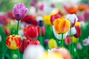 三月去哪玩 這五個(gè)地方有 醉 美春色