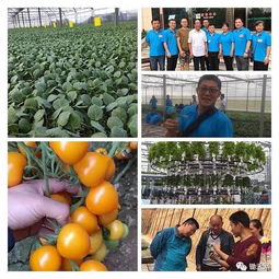 最先進的無土栽培及種菜技術,在這兒