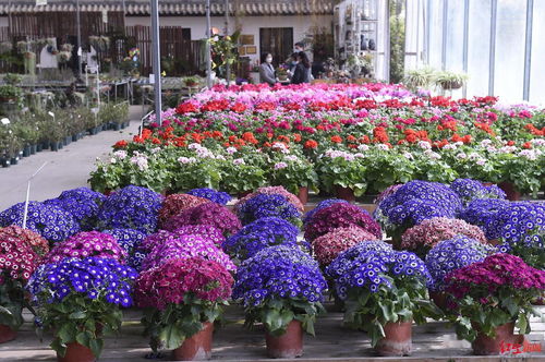 項(xiàng)目簽約資金6000余萬(wàn)元 成都花卉全產(chǎn)業(yè)鏈信息服務(wù)平臺(tái)今天發(fā)布