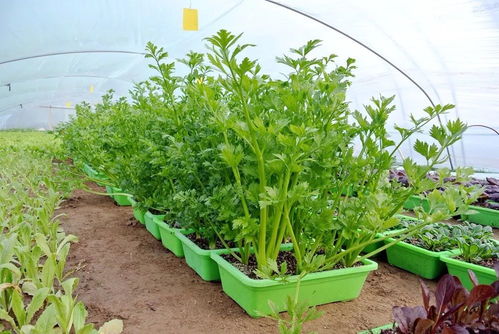 無土栽培 圓了脫貧戶的創(chuàng)業(yè)夢