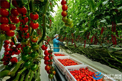 甘肅張掖 戈壁農業(yè)成百姓致富錦囊