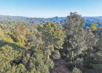 堅決遏制種茶毀林行為 來信調查