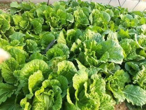 他搞生態農業,產品無人問津,之后免費送蔬菜賠400多萬