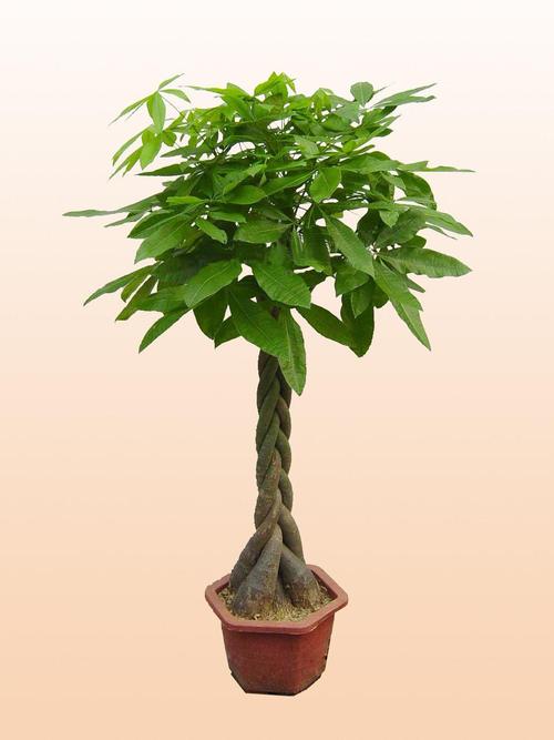 真正的發(fā)財樹圖片(真正的發(fā)財樹圖片 盆栽)