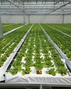 農業(yè)水培蔬菜如此受歡迎,無土栽培技術卻如此簡單