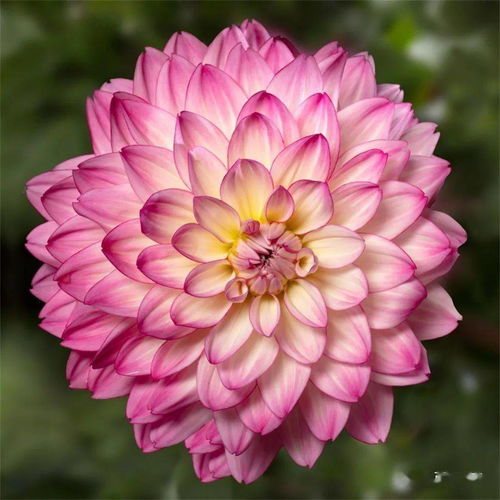 先正達(dá)花卉無(wú)性系品種 新品