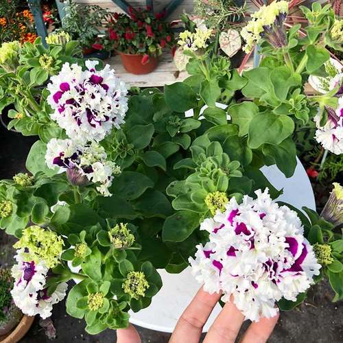 推薦垂吊盆栽陽臺花卉愛慕矮牽?；? />
</span>
<span id=