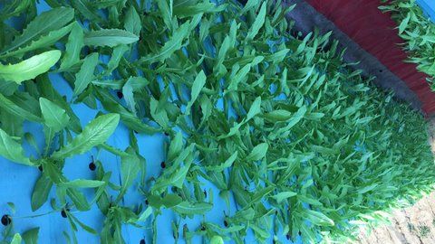 問:最近我培育的蔬菜常出現苦味是什么原因