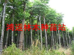 江西九江欒樹 大葉女貞 杜英.無患子,楊梅,楓香,紫薇,重陽木,馬褂木,深山含笑,樸樹 江西九江鴻運林木種苗站商鋪公司簡介