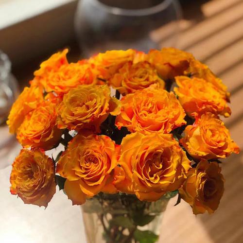 云南鮮花 高原花卉基地直發 水養鮮花玫瑰 金色海岸【10枝】