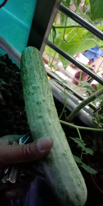 魚菜系統(tǒng)無土栽培班我愛菜園網 國內最大最專業(yè)的陽臺種菜學院 Powered by Discuz