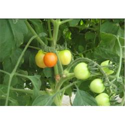 廣東冷凍蔬菜批發(fā) 冷凍蔬菜供應 冷凍蔬菜廠家 網絡114