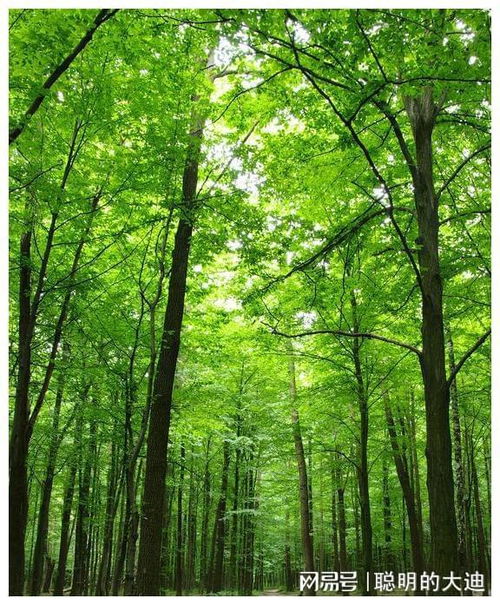 江蘇一公園被 4A 砸中,擁有各類林木30余萬,門票還免費