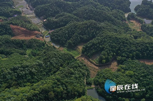濫伐林木 長沙兩男子獲刑3年并賠償11萬余元生態修復費