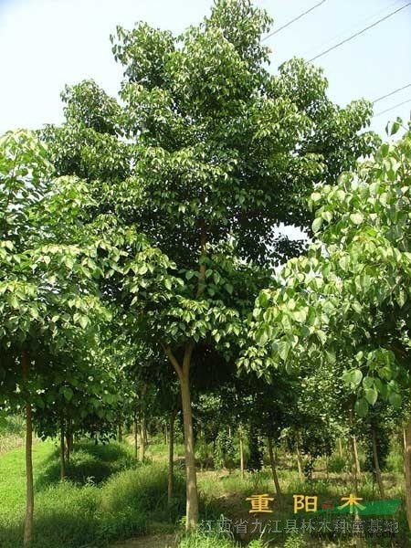 九江縣軍發林木種苗場