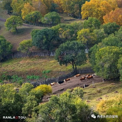 烏蘭布統的秋天 6