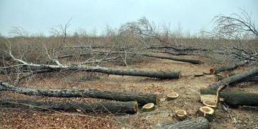 毀林開荒一百畝如何處罰