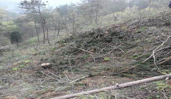 商南縣森林公安局 無證采伐林木 觸犯國法被拘