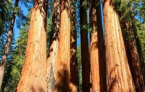 世界現(xiàn)存最大的樹,重量為2800多噸,林木學(xué)家 在商朝時(shí)期就有了