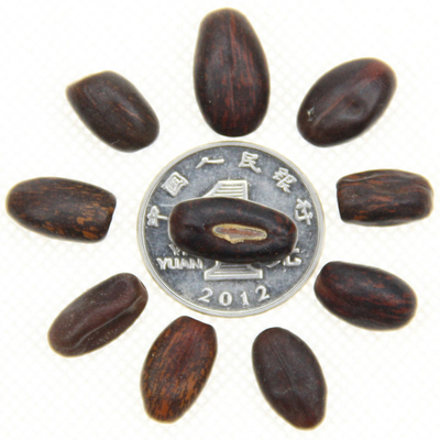 批發(fā)林木種子刺桐樹、雞冠刺桐種子、保證質(zhì)量、發(fā)芽率高量大優(yōu)