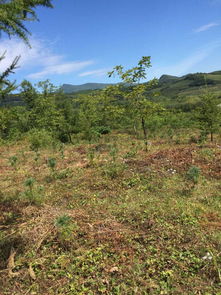 本溪市桓仁滿族自治縣普樂堡鎮大青溝村2林班15 1小班林木資產 27 1小班林木資產