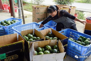 全國(guó)媒體湖南行聚焦瀏陽(yáng) 縣域經(jīng)濟(jì)強(qiáng)縣的 扶貧經(jīng)