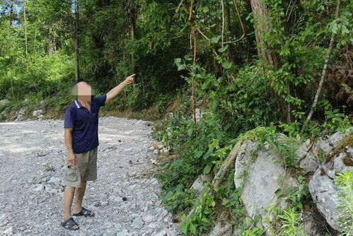 張家界2人盜伐林木被抓