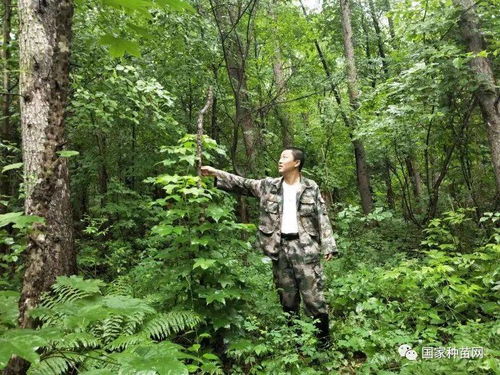 紅石林業(yè)局國家林木良種基地珍稀樹種調查又有新突破