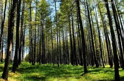 重點專項巡禮 | 聚焦國家重點研發計劃之農業領域(林業資源篇)