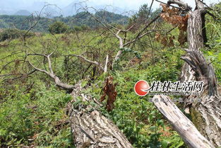 桂林盜伐濫伐林木屢禁不止 一些鄉鎮護林員成擺設