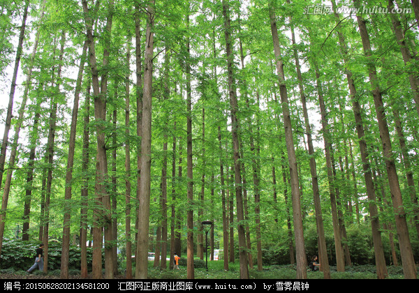 林木 云杉,樹木,植物花草,攝影,匯圖網www.huitu.com