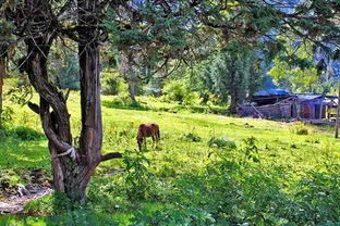 在西藏談春天,始終繞不開這個地方