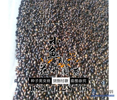 【廠家直銷林木種子金絲楠木種子價格貨源足種子銷售】沭陽縣扎下鎮(zhèn)小魚兒花卉園藝場 - 產(chǎn)品庫