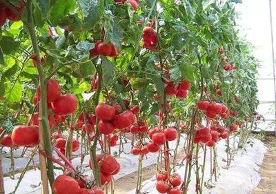 擴進口 促升級 | 蔬菜&ldquo;聯(lián)合國&rdquo;背后的產(chǎn)業(yè)升級