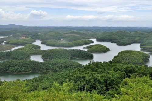 南寧這片竹林 錢 途遠(yuǎn)大 可發(fā)展休閑旅游 林下經(jīng)濟 林副產(chǎn)品加工