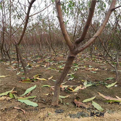 風味天后桃苗 二年風味天后桃苗單價 風味天后桃苗價位及報價