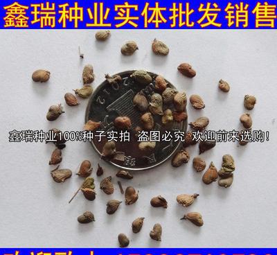 黃櫨種子紅葉黃道櫨批發綠化苗木種子林木種籽