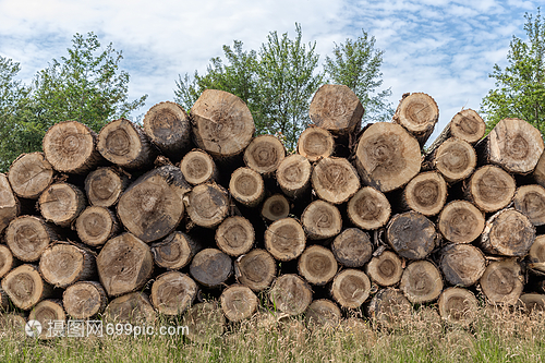 林木工人砍伐的森林中一大批樹(shù)干林木工人砍伐的樹(shù)干