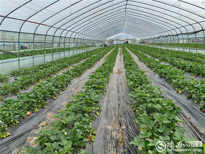 漢臺(tái)區(qū)多措并舉助力農(nóng)產(chǎn)品穩(wěn)產(chǎn)保供