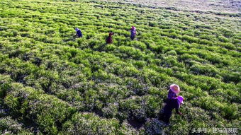 驛城區(qū)胡廟鄉(xiāng) 盛景林木種植 玫瑰花開(kāi)別樣紅