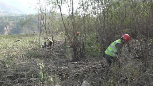 決勝白鶴灘 服務(wù)烏東德 白鶴灘水電站庫(kù)底林木清理工作紀(jì)實(shí)