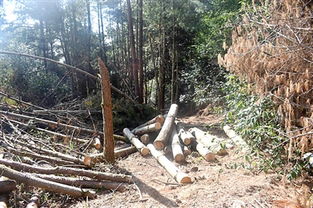 作案25起 9名森林 碩鼠 終落網(wǎng) 森林公安在行動(dòng)