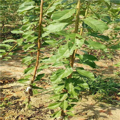 阿勒泰地區西梅藍蜜李子苗畝產多少斤 詳情咨詢